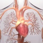 Function of the Aorta in the Heart