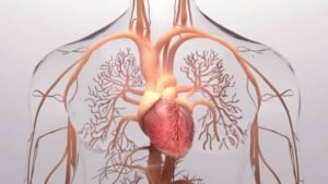 Function of the Aorta in the Heart