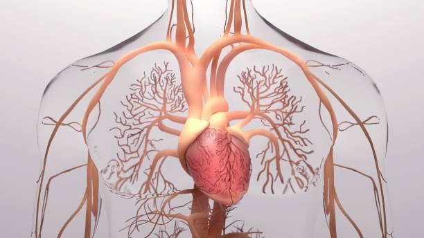 Function of the Aorta in the Heart